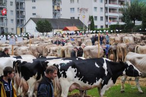 schauplatz kssnacht